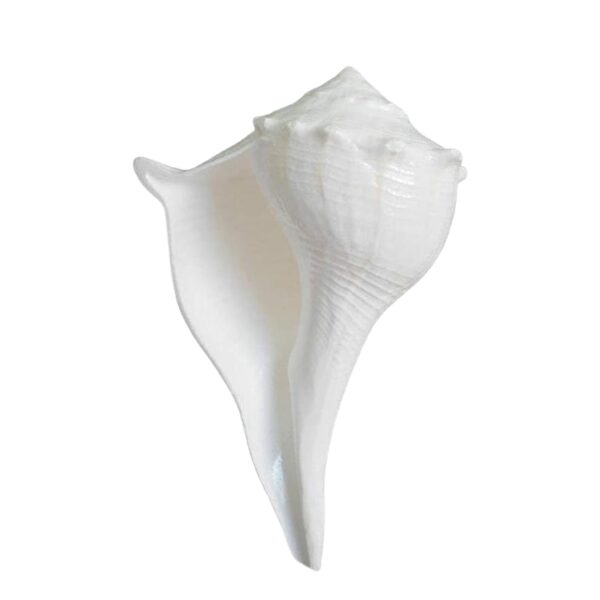 Dakshinavarti shankh Narayan Shank (3.5 inch - 5 inch) , White