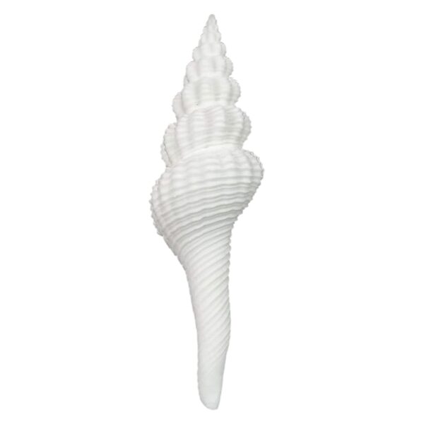 Unique & Rare Gauri Shankhar (11 cm) Sacred Shankh (White)